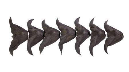 Close up Chestnut Buffalo on isolatedの写真素材