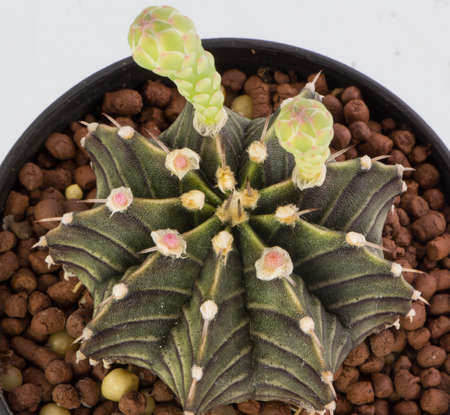 Top view of Hybrid cactusの写真素材