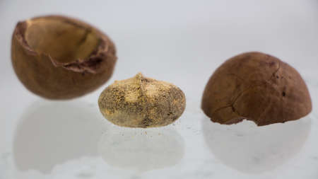 Mold Macadamia nuts isolate on white background