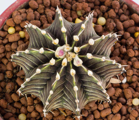 Top view of Hybrid cactusの写真素材