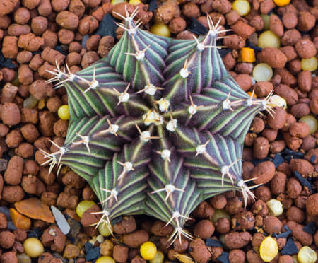 Top view of Hybrid cactusの写真素材