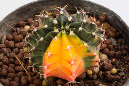 Top view of Hybrid cactusの写真素材