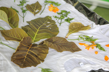 Leaves placed on a white clothの写真素材