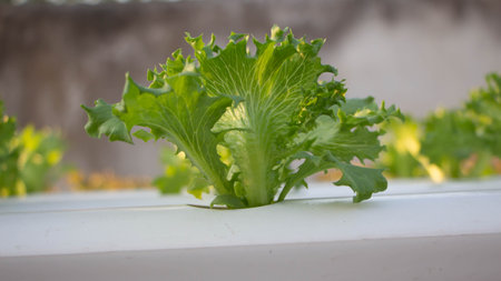 Hydroponic vegetables growing on white tracksの写真素材