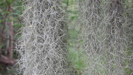 Hermit's beard tree in the garden