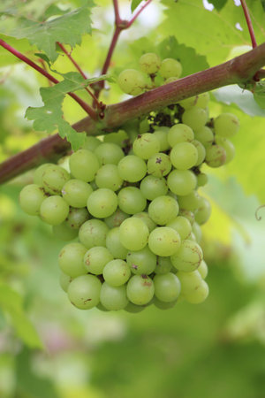 Green grapes, close to harvest, sweet tasting.の写真素材