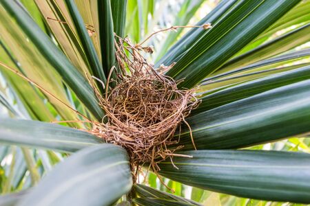 Bird's nest of Geopelia striata on a tree green in the midst of nature on a sunny day brightの写真素材