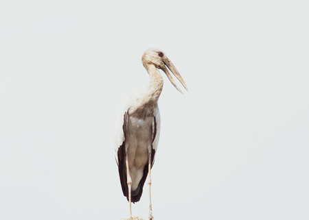 Asian openbill, Anastomus oscitansの写真素材