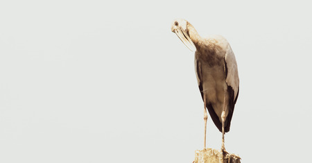 Asian openbill, Anastomus oscitansの写真素材