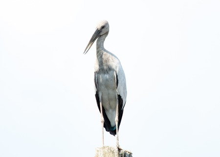 Asian openbill, Anastomus oscitansの写真素材