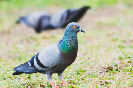 Pigeon on the grass in the park, Rock dove, Portrait of a Pigeonの写真素材