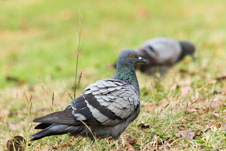 Pigeon on the grass in the park, Rock dove, Portrait of a Pigeonの写真素材