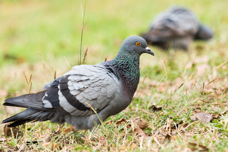 Pigeon on the grass in the park, Rock dove, Portrait of a Pigeonの写真素材