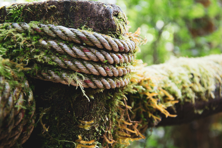 Green grass of Borneo, wet rope and fernの写真素材