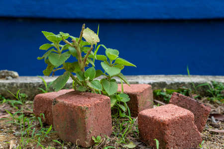 small plant growing on the pathway which is protected with some stonesの写真素材