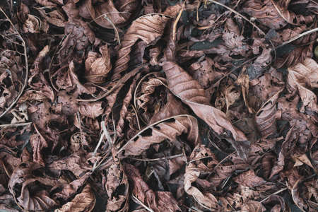 Dry leaves lying on the ground as a beautiful rustic backgroundの写真素材