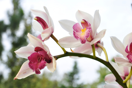 Orchidの写真素材