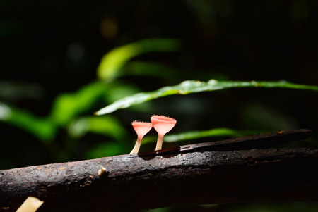 Mushroom champagneの写真素材