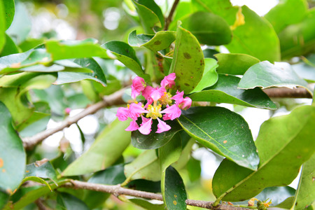 wild cherriesの写真素材