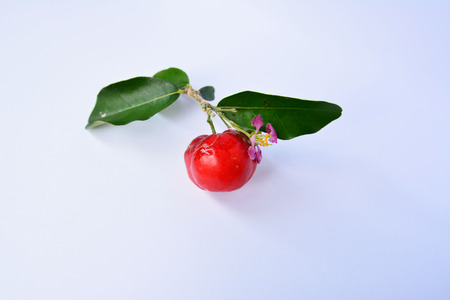 wild cherriesの写真素材