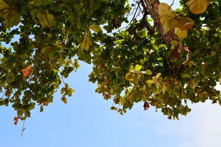 Leaves
