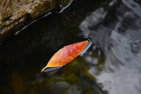 Floating leaveの写真素材