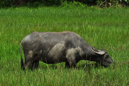 Thai buffalo in the field