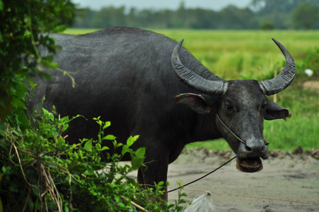 Thai buffalo in the fieldの写真素材