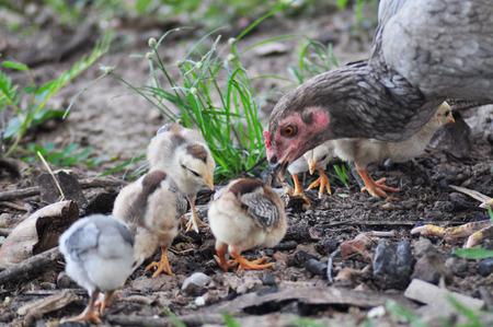 Hen with chicksの写真素材