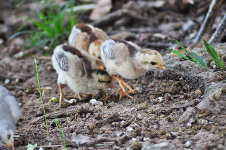 Hen with chicksの写真素材