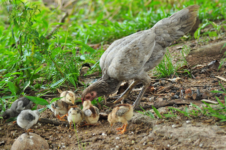 Hen with chicksの写真素材
