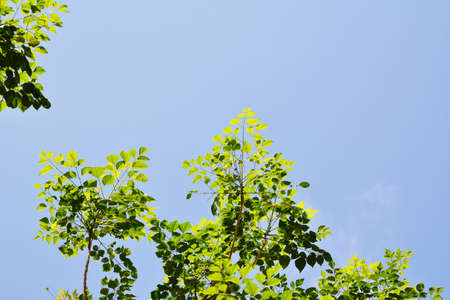 Green Leaves on blue sky backgroundの写真素材