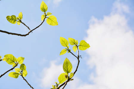 Green Leaves on blue sky background
