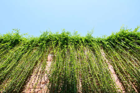 Green Leaves on blue sky backgroundの写真素材