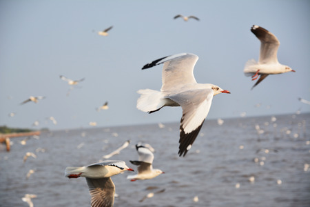 Seagull flies over the sea.の写真素材