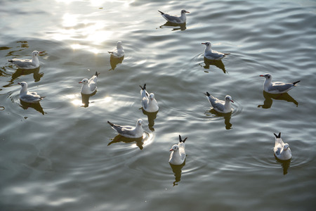 Seagull flies over the sea.の写真素材