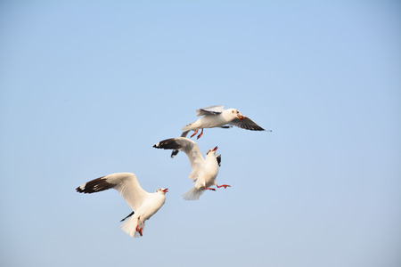Seagulls flying in the seaの写真素材