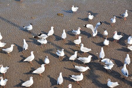 white seagulls on sea beachの写真素材
