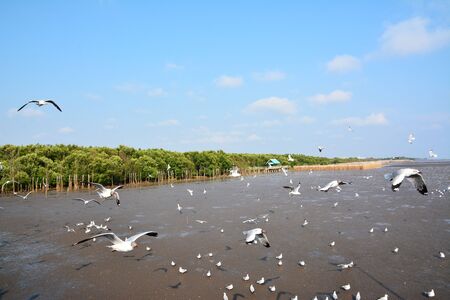 white seagulls on sea beachの写真素材