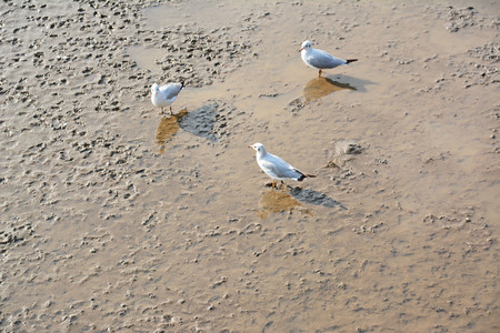 white seagulls on sea beachの写真素材