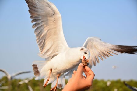 Hand feeding a Seagullの写真素材