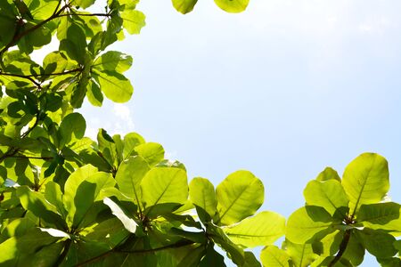 leaves on the branches,nature green Backgroundの写真素材