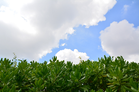 green leaf with Cloud blue sky backgroundの写真素材