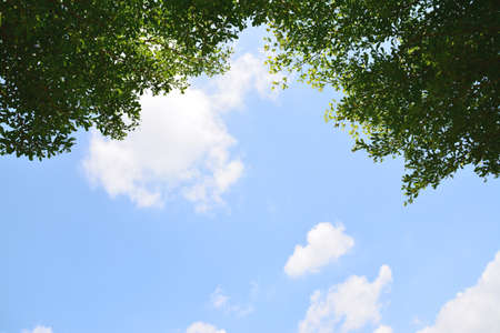 green leaf with Cloud blue sky backgroundの写真素材