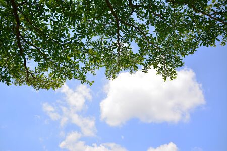 green leaf with Cloud blue sky backgroundの写真素材