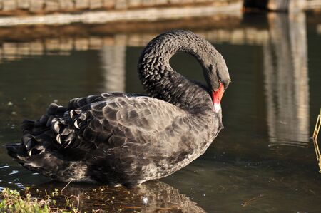black swan In a pondsの写真素材
