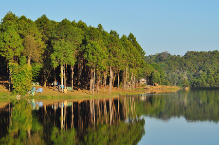 landscape reflection of pine tree in a lakeの写真素材