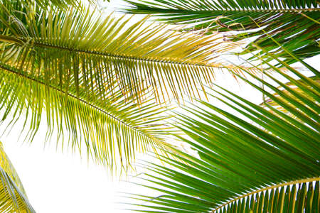 Coconut leaves on white backgroundの写真素材