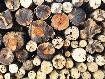 Wall firewood Natural wooden backgroundの写真素材