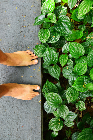 Pathway with green leaves backgroundの写真素材